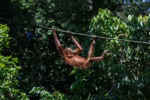 Sepilok Orangutan Rehabilitation Centre, Sandakan, Sabah.