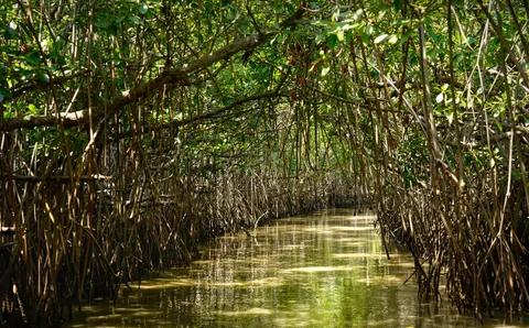 Mangrove Forest Pichavaram.