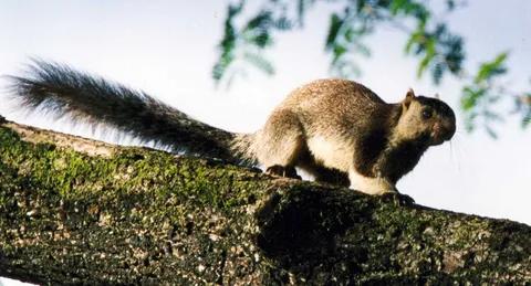 Grizzled Squirrel Wildlife Sanctuary