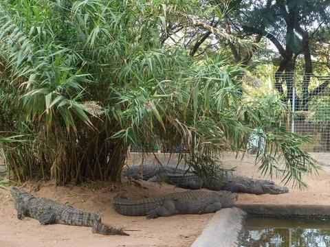 Amaravathi Crocodile Farm