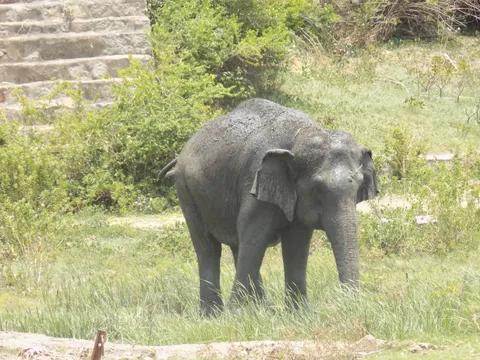 Nehru Zoological Park