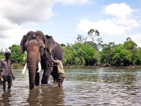 Dubare Elephant Camp-Resort-Junglelodges