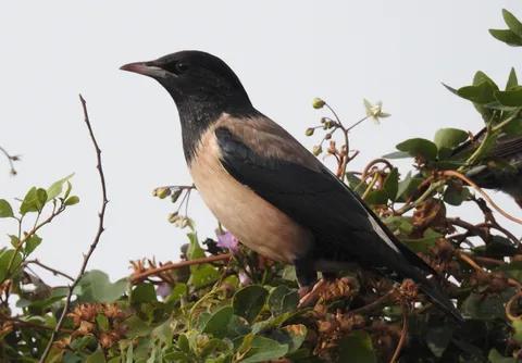 Khijadia Bird Sanctuary