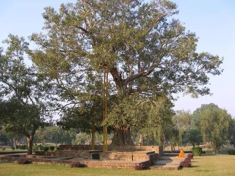 Ananda Bodhi Tree