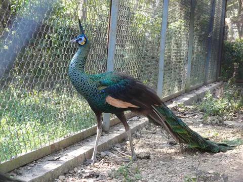 Manipur Zoological Garden