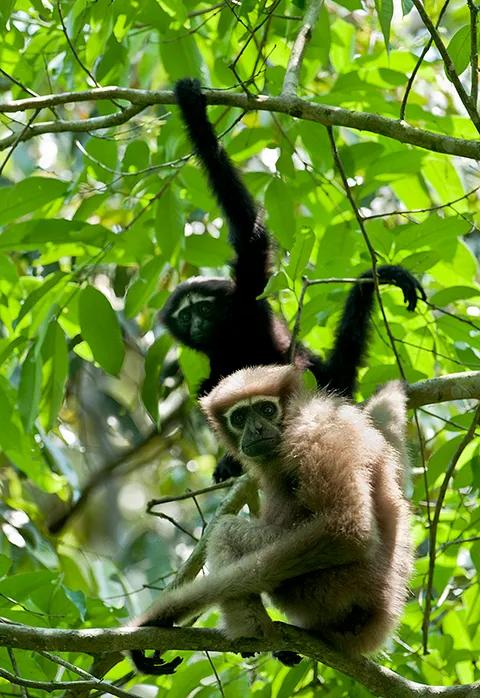 Hoollongapar Gibbon Sanctuary