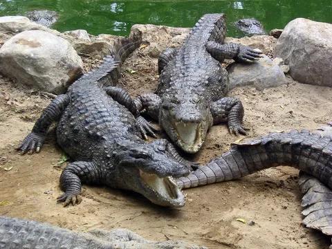 Crocodile Breeding Park