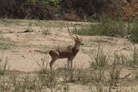 Sitanadi Wildlife Sanctuary