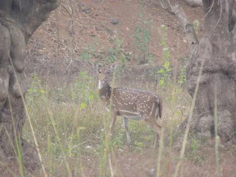 Ballavpur Wildlife Sanctuary & Deer Park